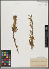 Foto von Salix triandra subsp. triandra L.